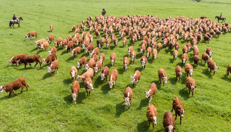 Conexão Delta G fecha 2025 com evolução em seleção genômica e no programa de melhoramento