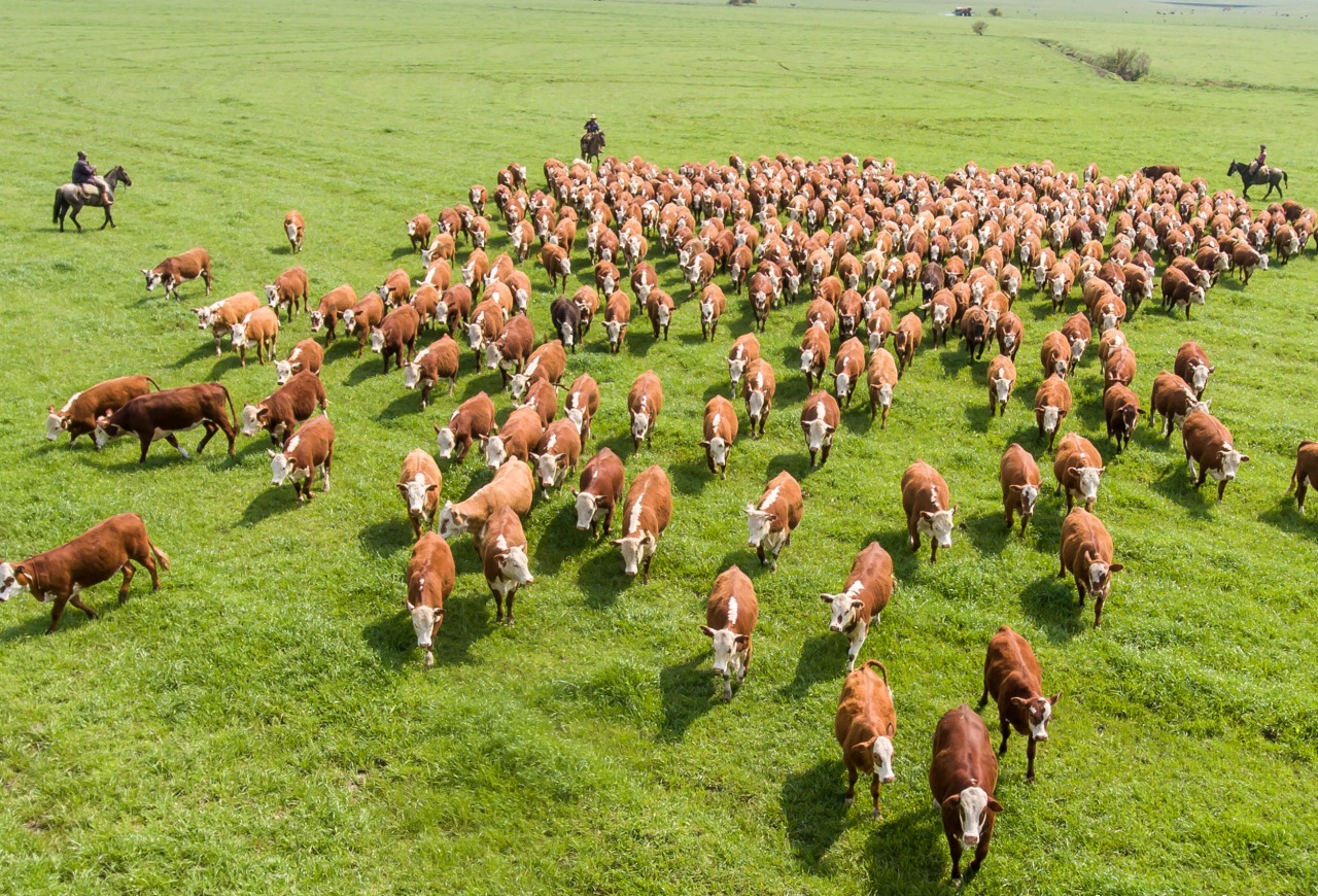 Conexão Delta G fecha 2025 com evolução em seleção genômica e no programa de melhoramento