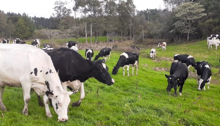 Gadolando aponta ano ruim para o produtor e sugere medidas para um resultado melhor em 2026