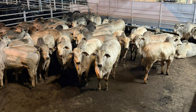 Maragogipe vence Circuito Sul-americano Nelore de Qualidade 2025