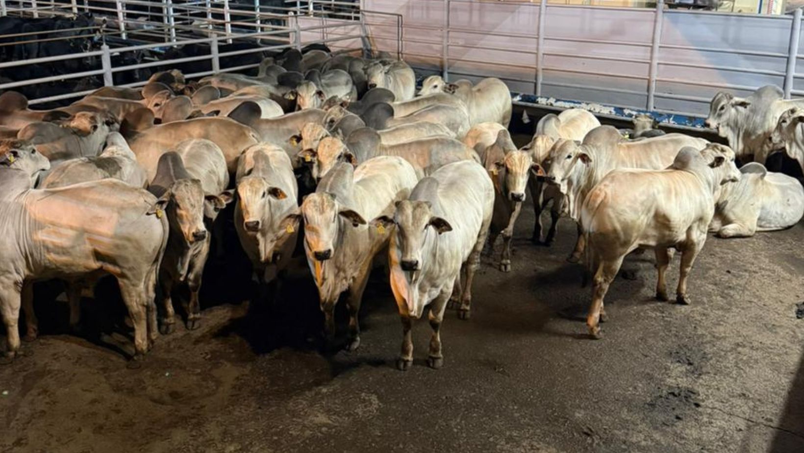 Maragogipe vence Circuito Sul-americano Nelore de Qualidade 2025