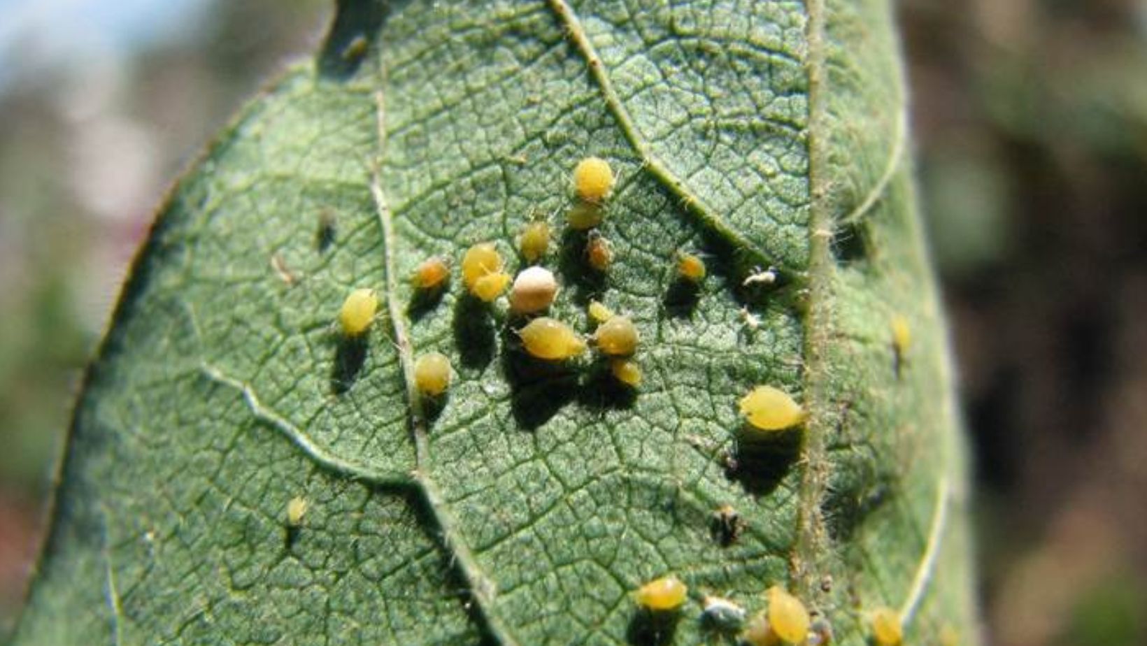 Pulgao-do-algodoeiro produtividade e exige manejo precoce