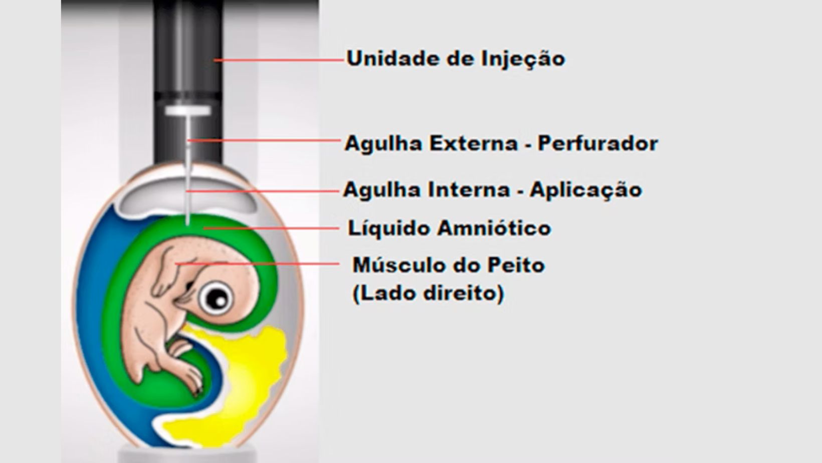 Suplementacao In Ovo na producao de pintos de corte