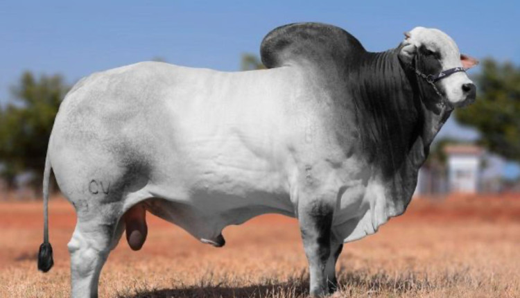 TOURO COMODORO CV NELORE MOCHO