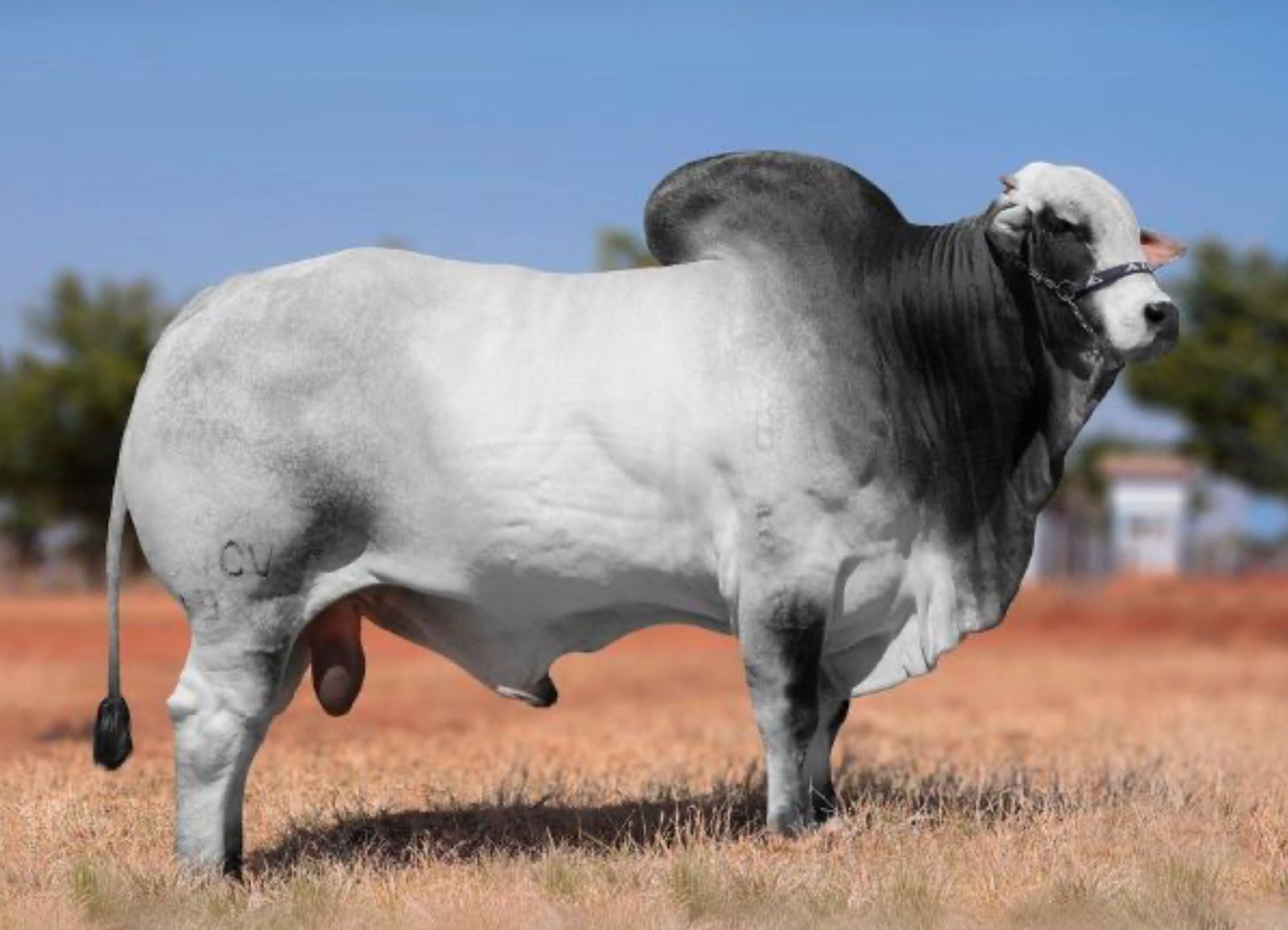 TOURO COMODORO CV NELORE MOCHO