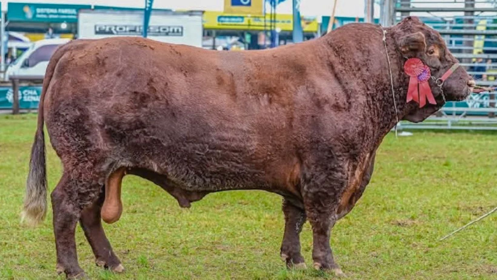 Touro DEVON Sombrinha 2937 de Santa Lucia