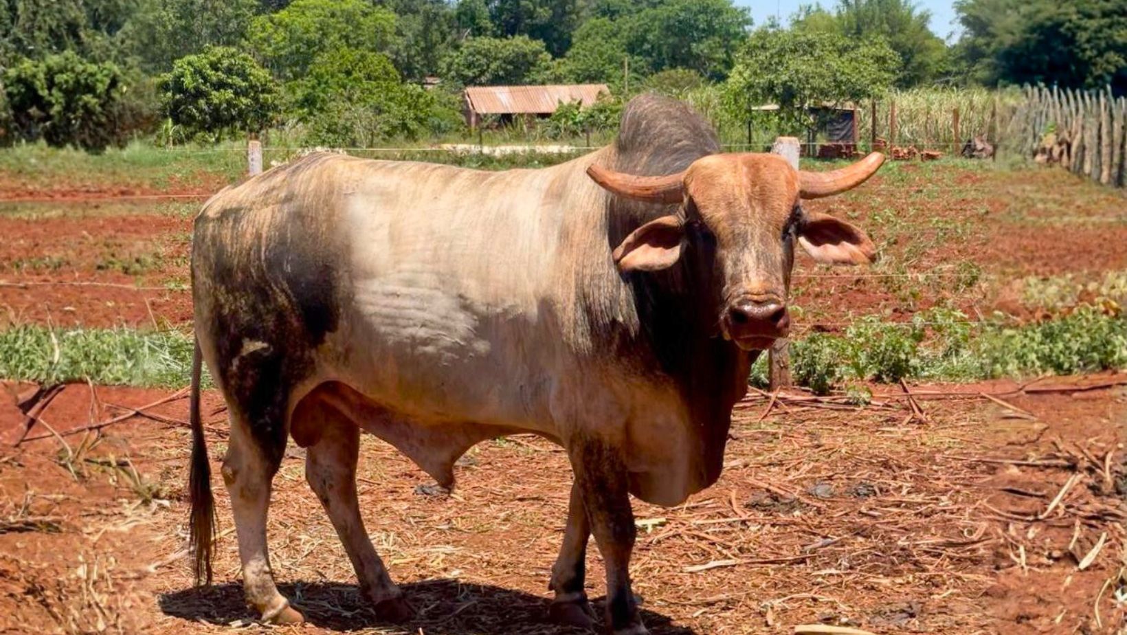 Touro de Rodeio Halloween