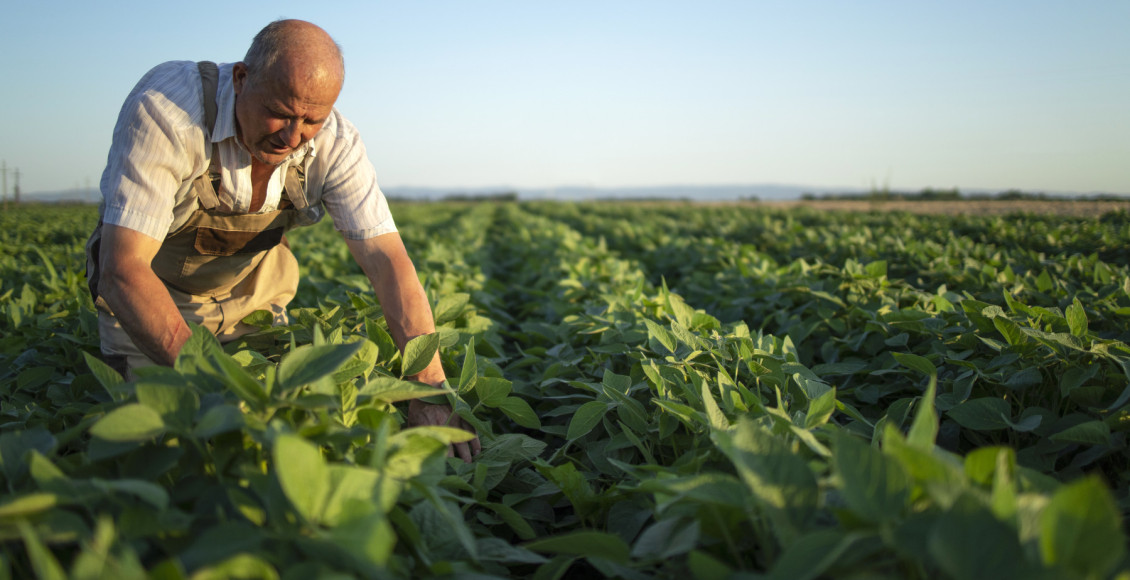 Insumos biológicos: a arma silenciosa para controlar doenças foliares em soja