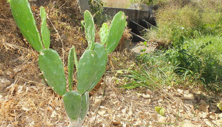 Tecnologia orienta a gestão da água em propriedades familiares do Semiárido