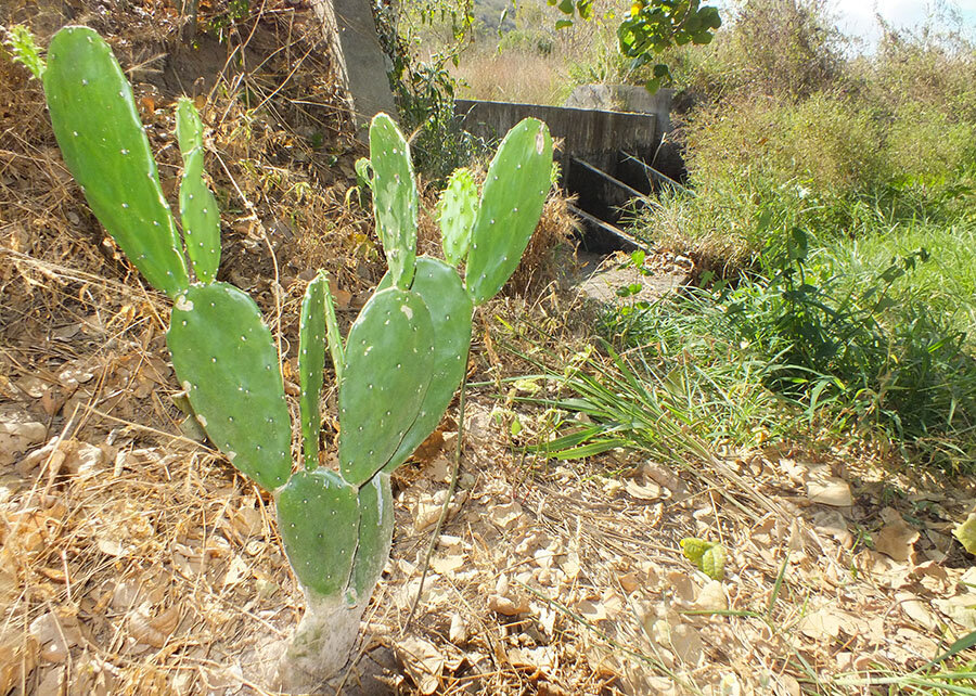Tecnologia orienta a gestão da água em propriedades familiares do Semiárido