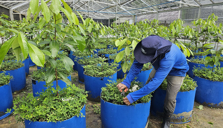 Projeto inovador busca estabelecer o cultivo sustentável do pau-rosa na Amazônia
