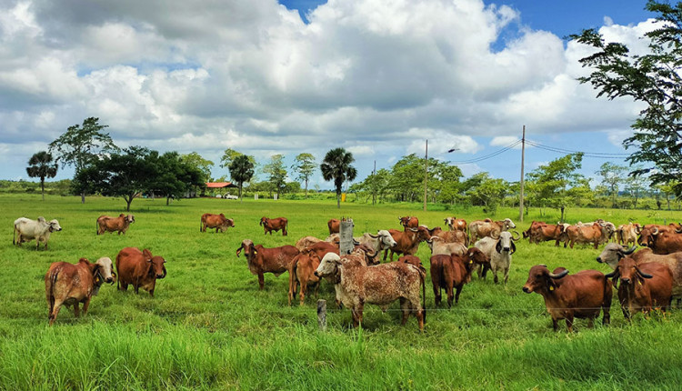 Embrapa coordena acordo de inovação genômica entre empresas indianas e brasileiras