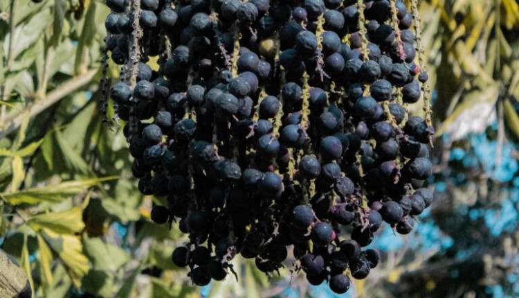 Mapa publica preços mínimos para os produtos extrativos da safra 2026