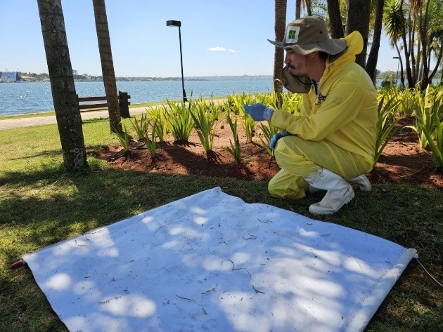 O segredo para conter o carrapato-do-boi está no controle ambiental