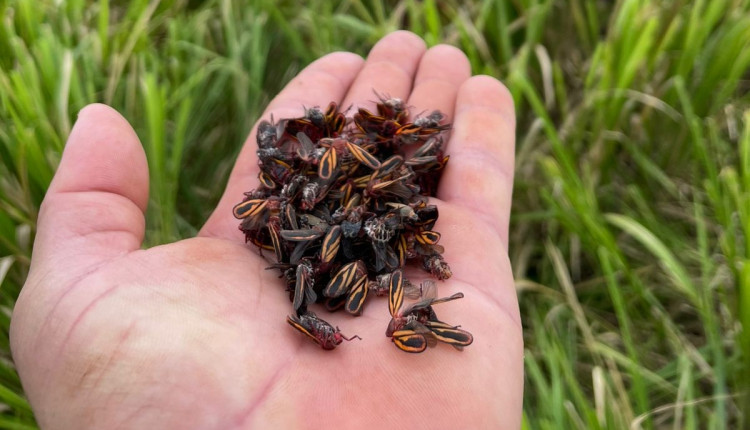 Soluções IHARA apresentam alta eficiência no controle da cigarrinha