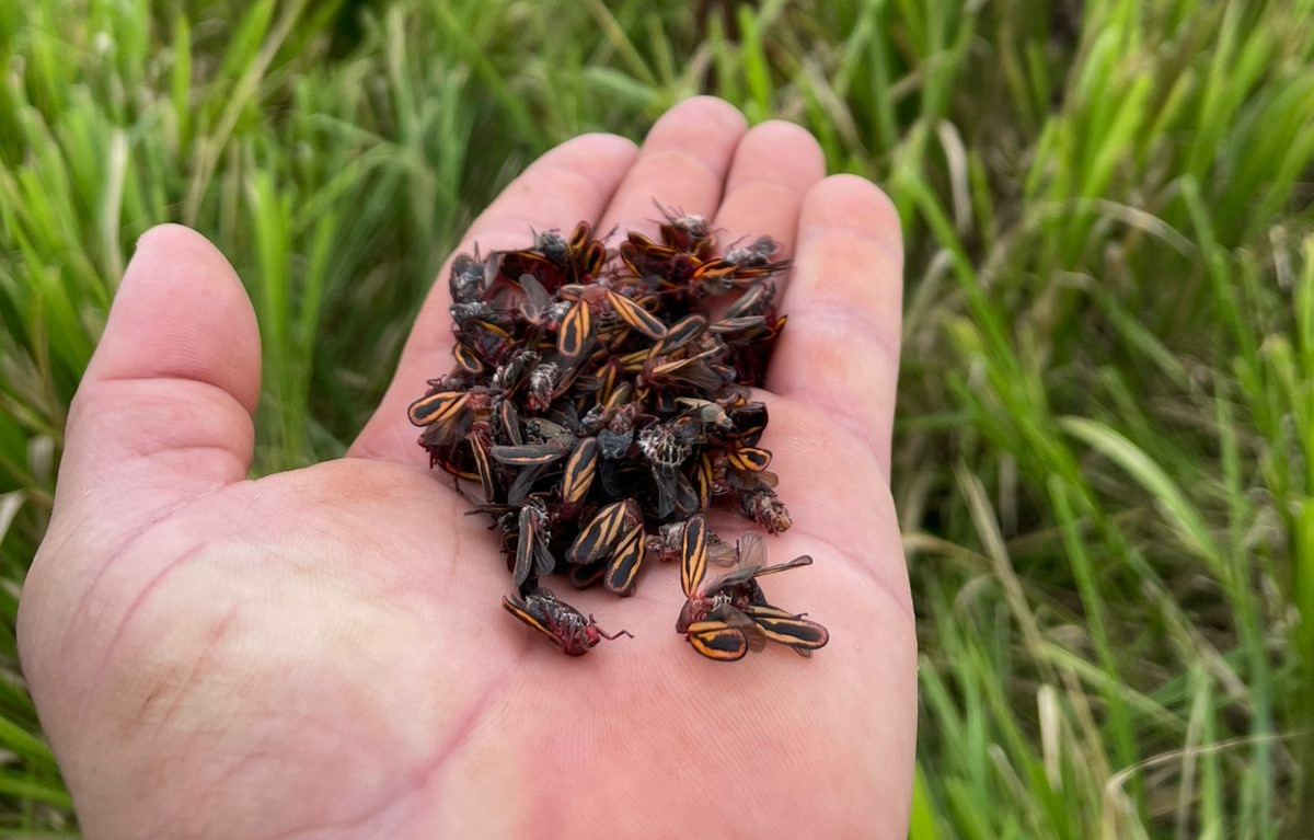 Soluções IHARA apresentam alta eficiência no controle da cigarrinha