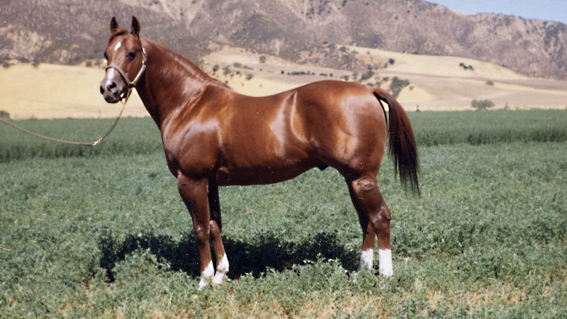 Doc Bar: o “erro” que virou ouro e criou o padrão genético que reina até hoje no Quarto de Milha