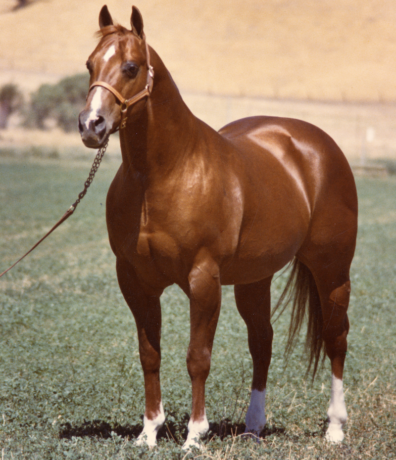 Doc Bar: o “erro” que virou ouro e criou o padrão genético que reina até hoje no Quarto de Milha