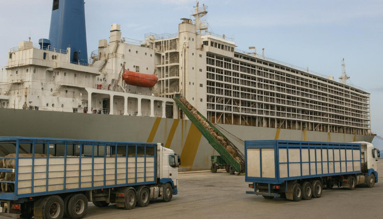 exportação de gado vivo