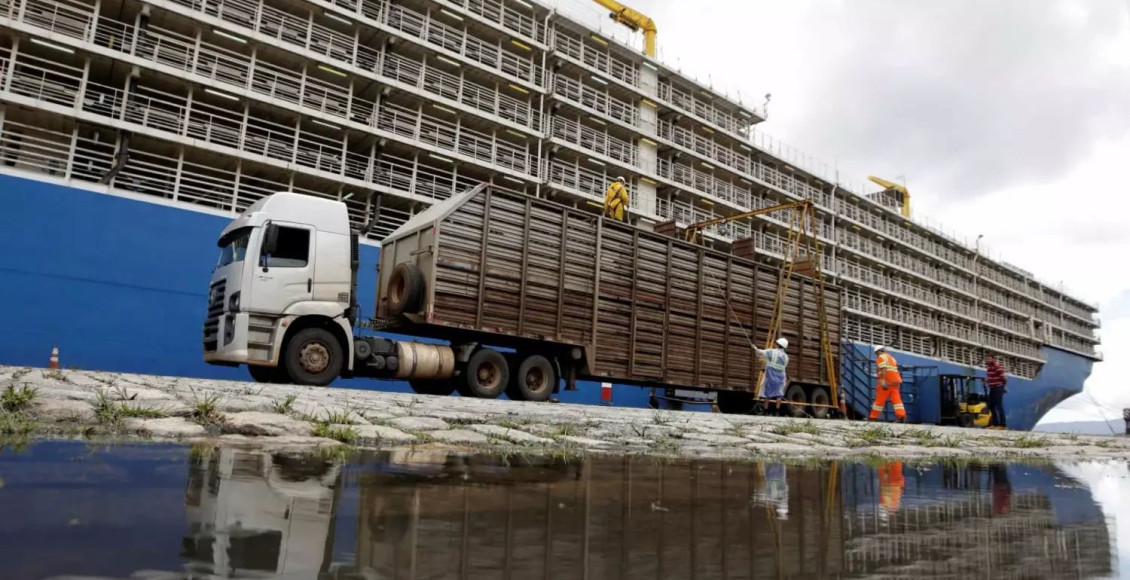 exportações de gado vivo capa