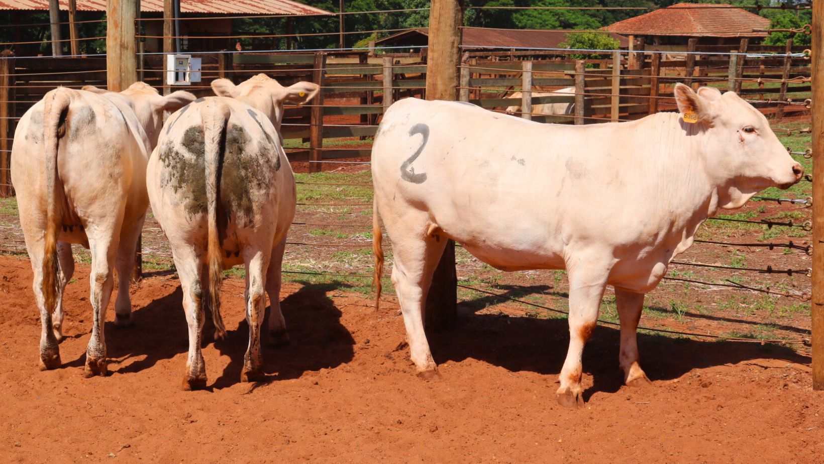 femeas da raca canchim- em destaque 6368 - canchim cantagalo