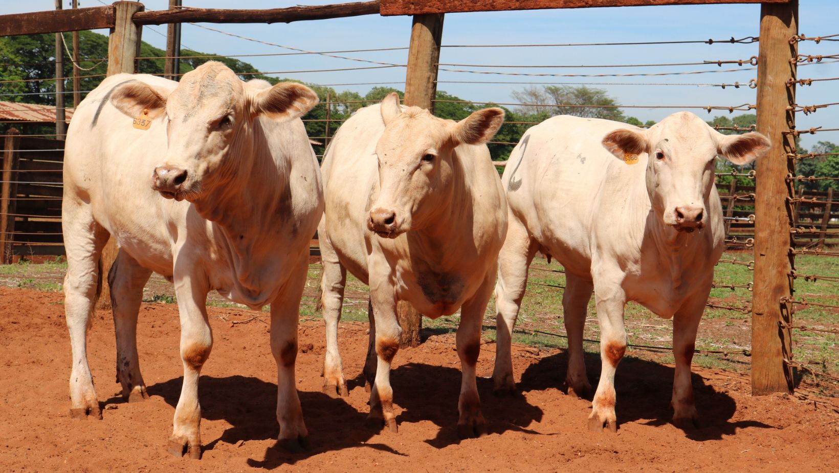 femeas da raca canchim - prova 2025