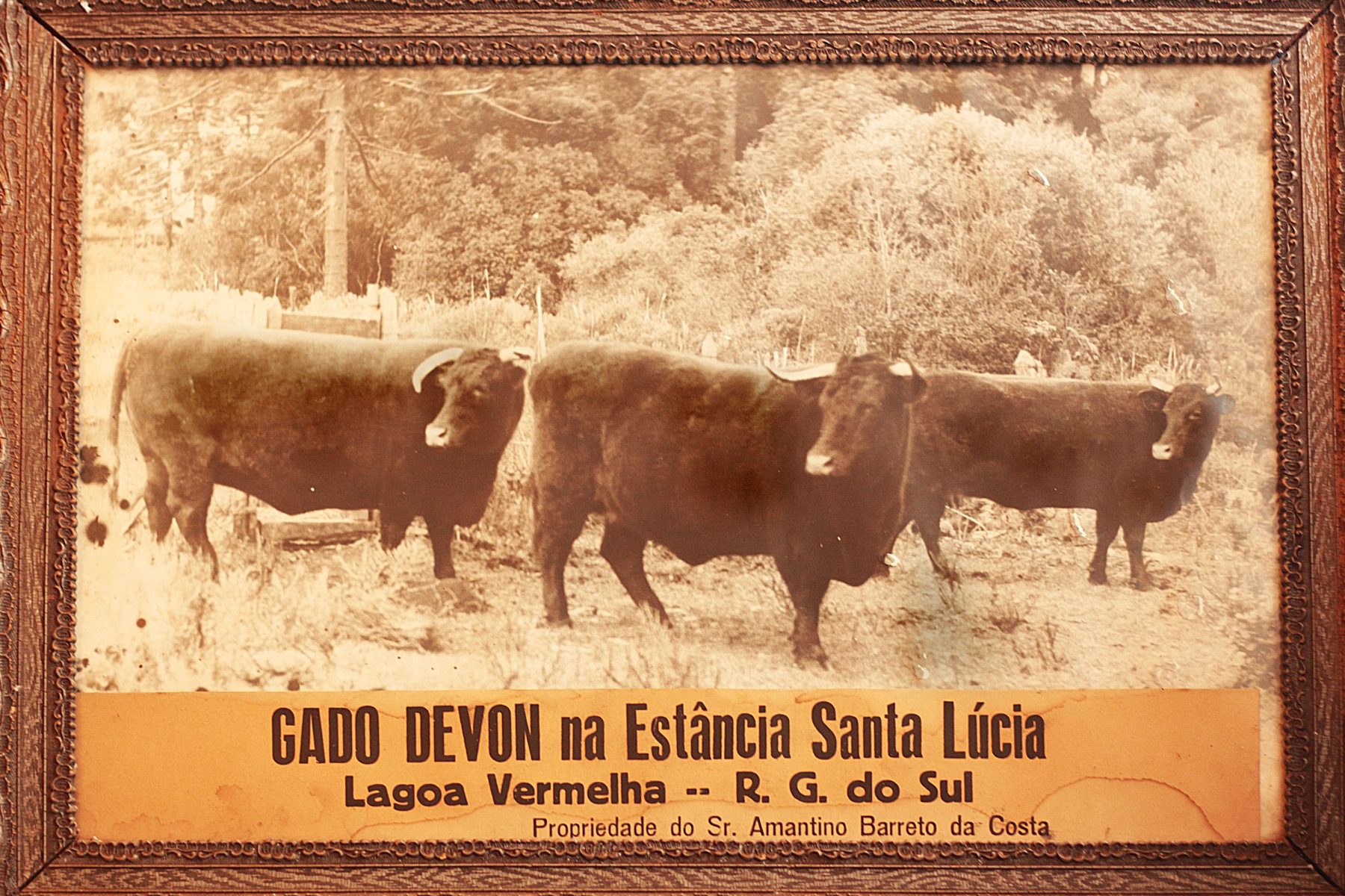 foto 1 Gado na Estância Santa Lucia 1955
