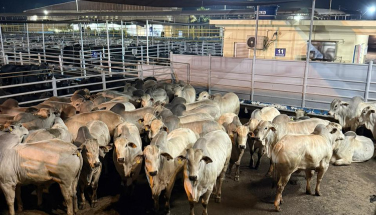 Maragogipe vence Circuito Sul-americano Nelore de Qualidade 2025