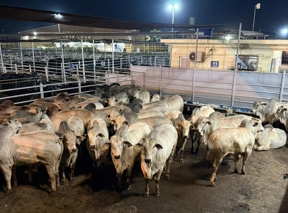 Maragogipe vence Circuito Sul-americano Nelore de Qualidade 2025