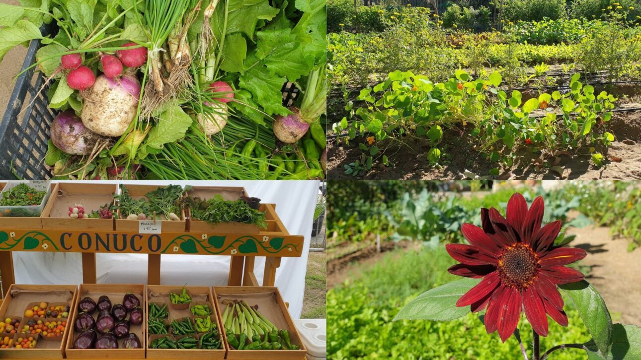 Produtor cadeirante desafiou o impossível e transformou um deserto em fazenda produtiva; conheça