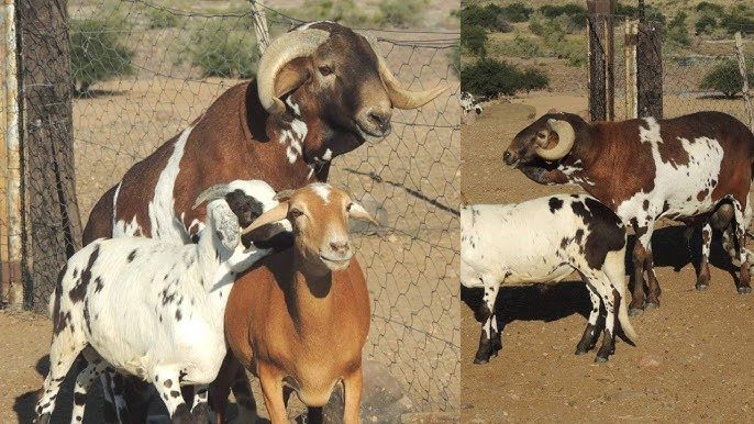 Quais são as ovelhas mais resistentes do mundo? Veja o top 5