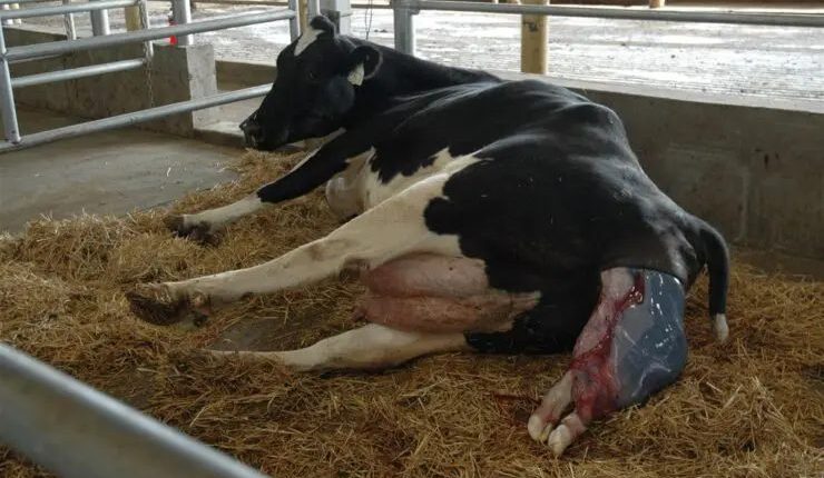 Crise no pós-parto: Por que a retenção de placenta acontece e como parar esse ciclo