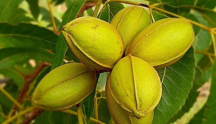 IBPecan projeta um ano de 2026 com safra maior de noz-pecã