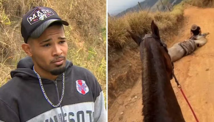 Crime: Homem que atacou cavalo com facão recebe sentença de 11 meses de prisão