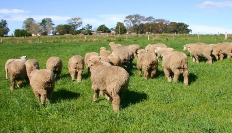 Arco fecha 2025 com avanços na ovinocultura e projeta 2026 de maior integração do setor