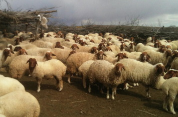 Quais são as ovelhas mais resistentes do mundo? Veja o top 5
