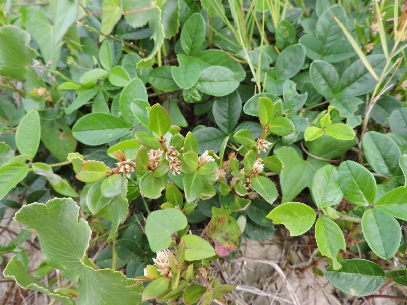 Estudo comprova ação anti-inflamatória, analgésica e antiartrítica de planta brasileira