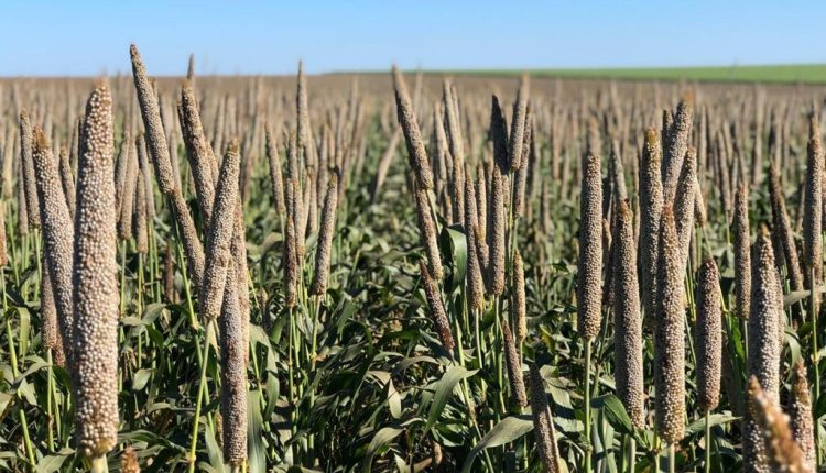 Milheto granífero ganha força na 2ª safra em um dos anos mais arriscados para o milho