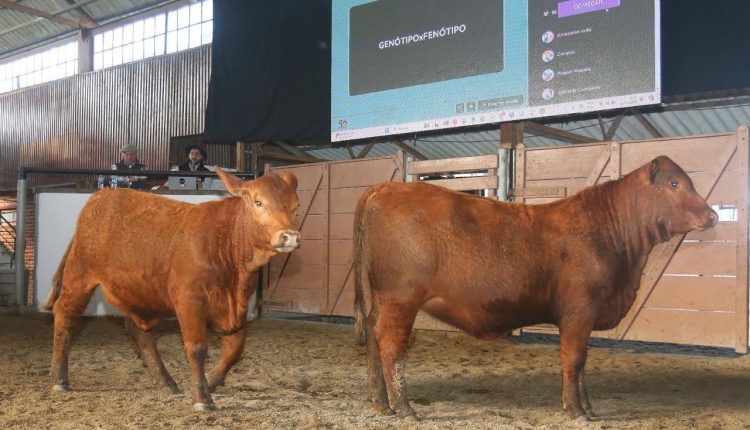 Leilões e grandes eventos marcaram de forma positiva o setor pecuário em 2025