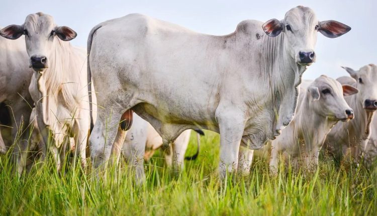 Gerente causa prejuízo de R$ 70 mil ao castrar gado vizinho de forma ilegal no Tocantins