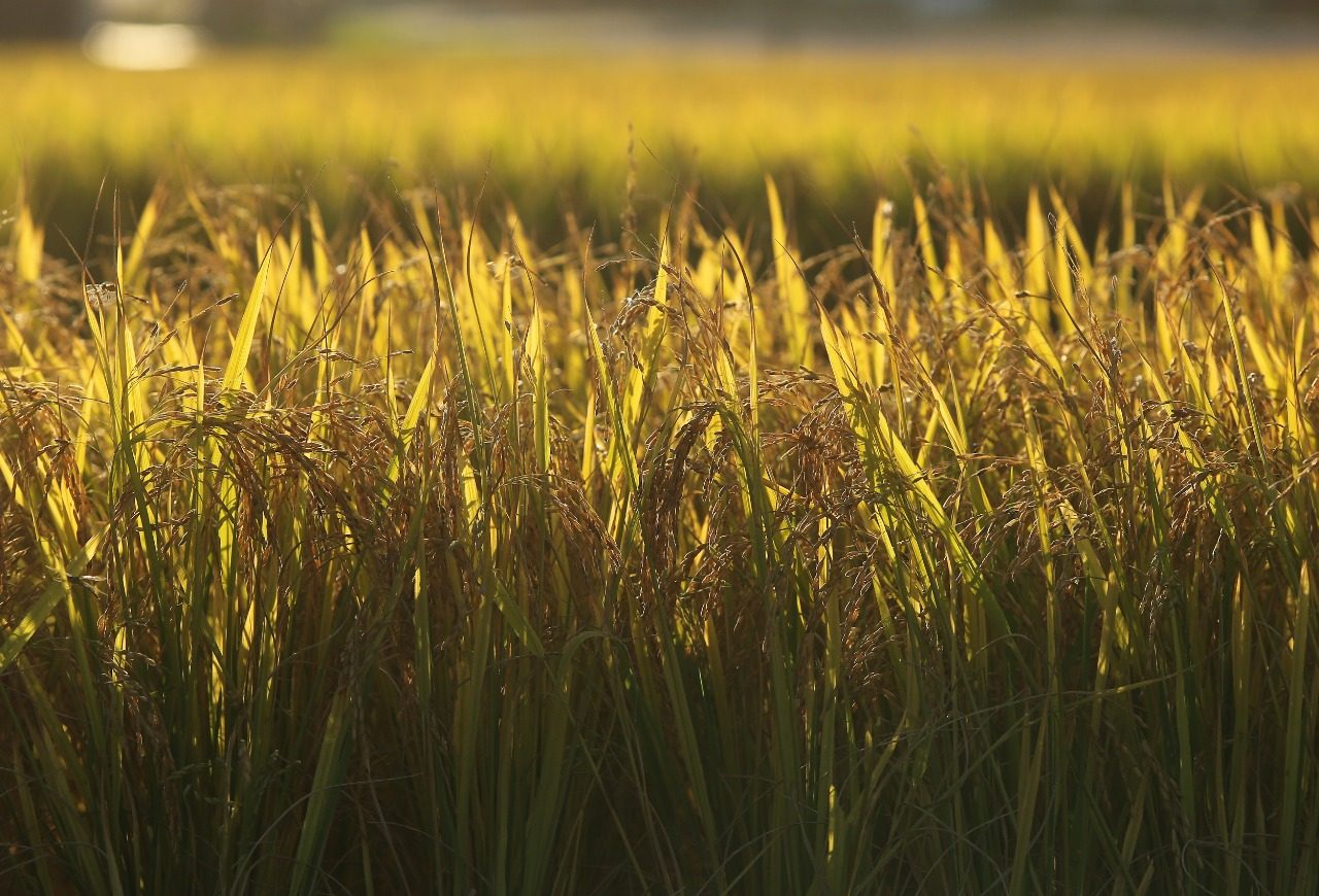 Federarroz orienta produtores a aderirem a leilões de apoio