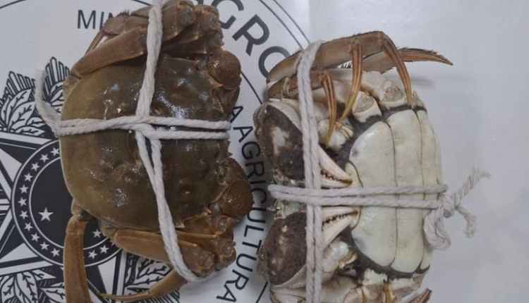 Vigiagro apreende 240 caranguejos em bagagem internacional