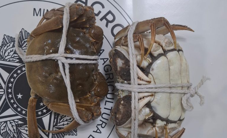 Vigiagro apreende 240 caranguejos em bagagem internacional