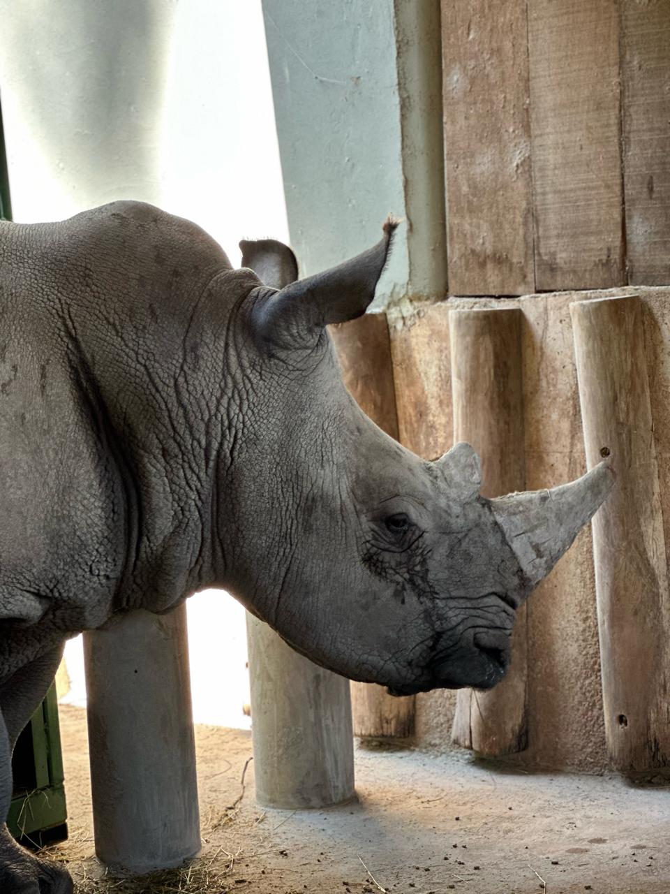 Mapa acompanha importação de rinoceronte no Aeroporto de Viracopos