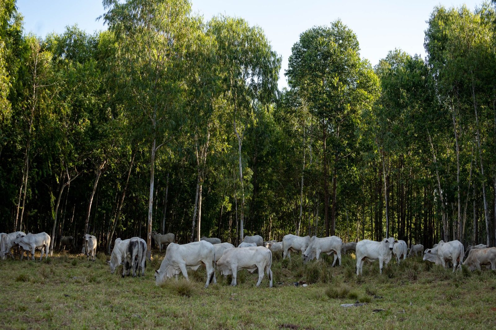 Governador de Mato Grosso sanciona política de sustentabilidade da pecuária