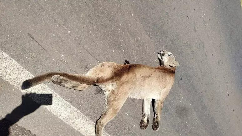 Cruz Alta: Onça-parda é vítima fatal de atropelamento na RSC-377