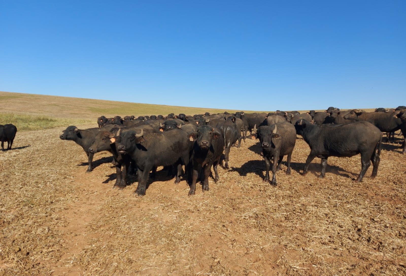 Bubalinocultura gaúcha registra crescimento de mercado e fortalecimento institucional