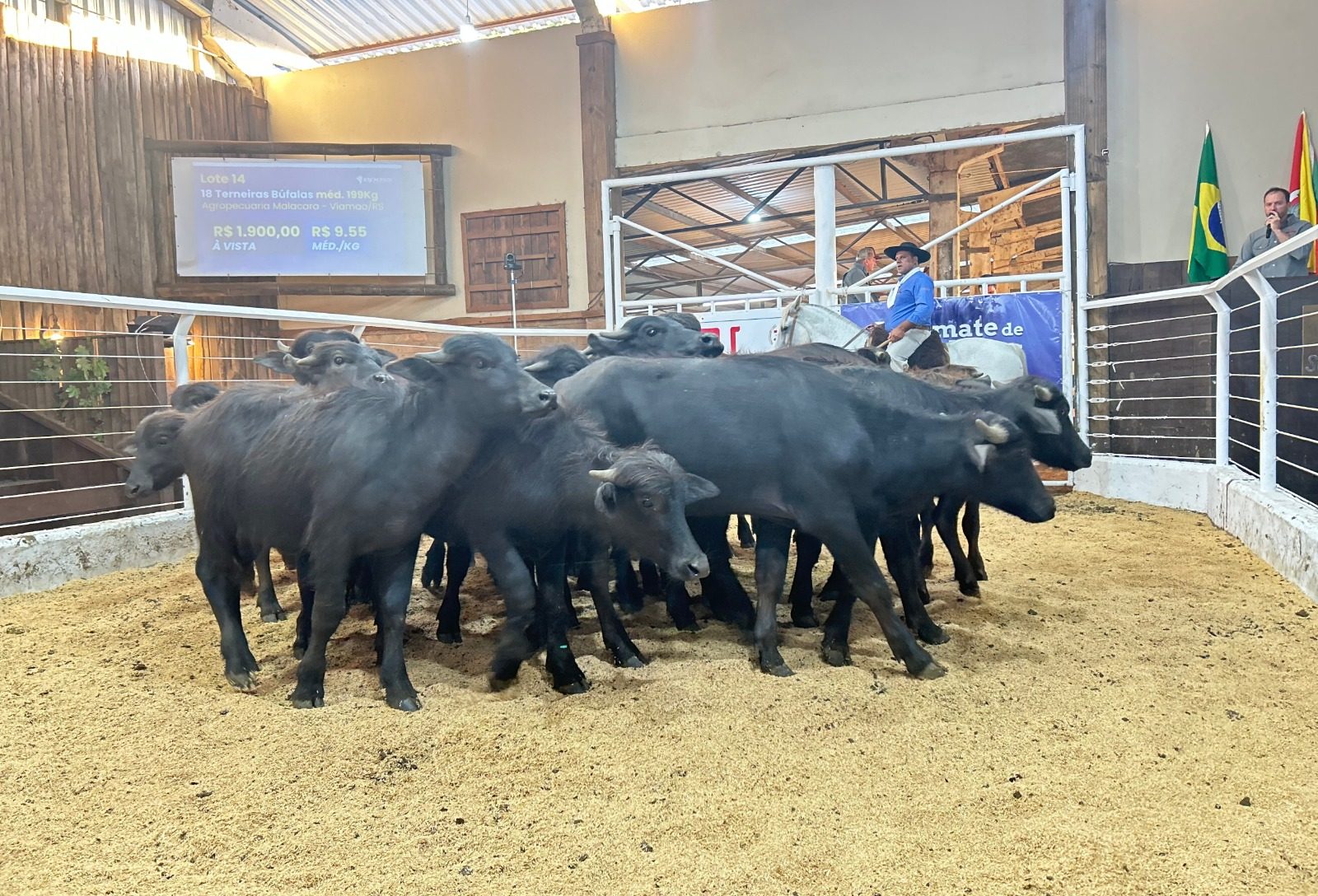 Leilão de bubalinos consolida preços em alta e atrai novos criadores no Rio Grande do Sul