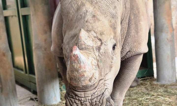 Mapa acompanha importação de rinoceronte no Aeroporto de Viracopos