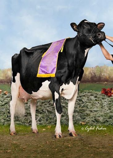 bovinos mais valorizados do mundo